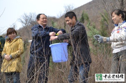 郑州中医骨伤病医院赴荥阳参加义务植树活动